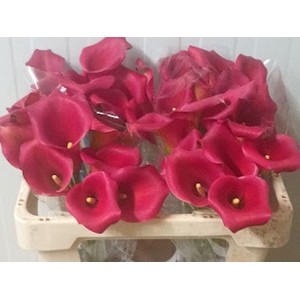 Calla Hollywood