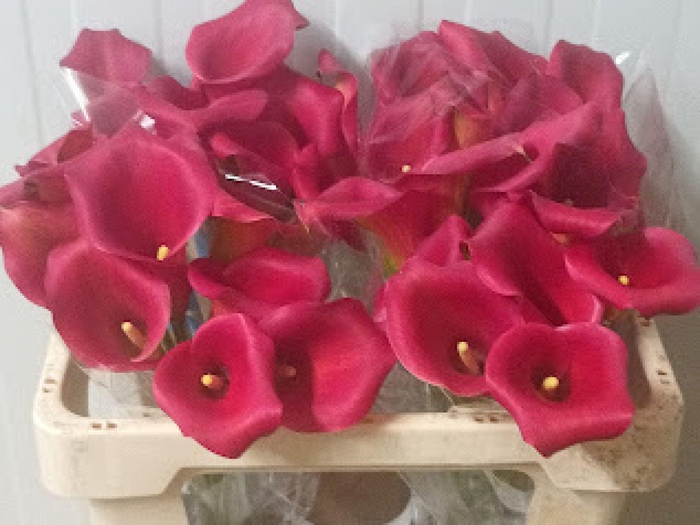 <h4>Calla Hollywood</h4>