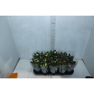 EUPHORBIA MILII MILIIANA P11