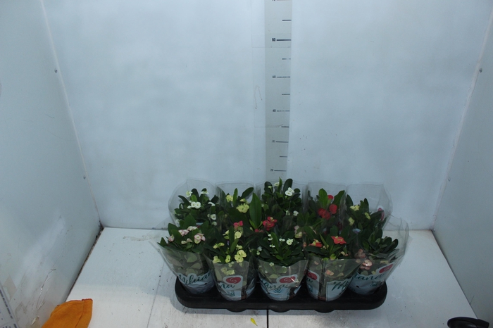 <h4>EUPHORBIA MILII MILIIANA P11</h4>