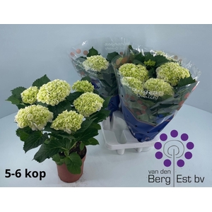 HYDR M CRYSTAL PALAC