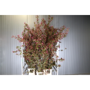 MALUS STREETPARADE XXL