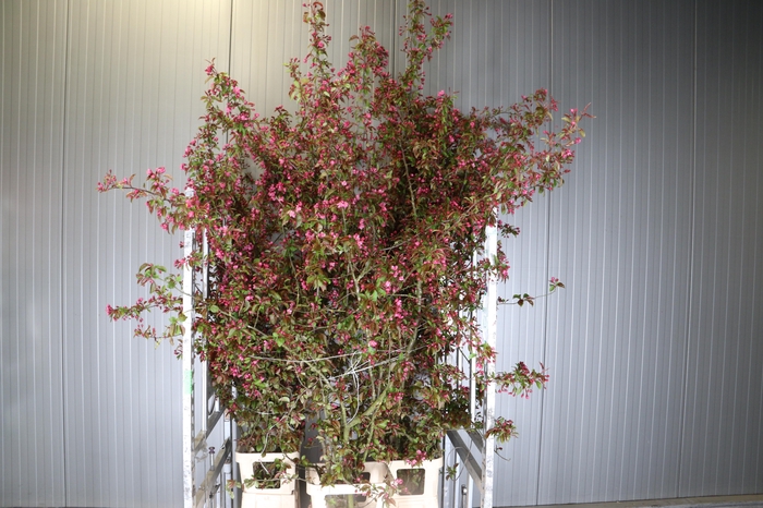 <h4>MALUS STREETPARADE XXL</h4>