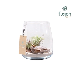 Glas Alzada Maritiem met Tillandsia Air Plants