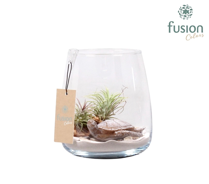<h4>Glas Alzada Maritiem met Tillandsia Air Plants</h4>