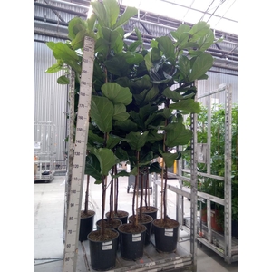 Ficus lyrata