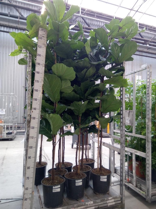 <h4>Ficus lyrata</h4>