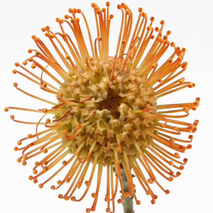 <h4>Nutans Queen Julia</h4>