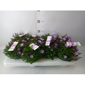 Campanula  'Ambella Pink'