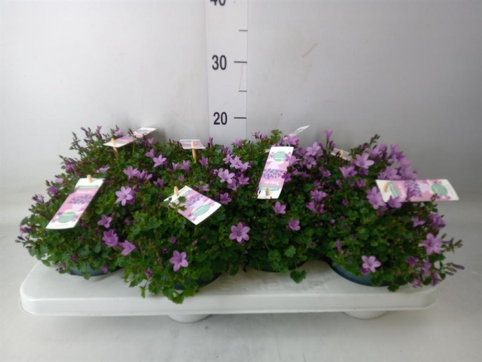 <h4>Campanula  'Ambella Pink'</h4>