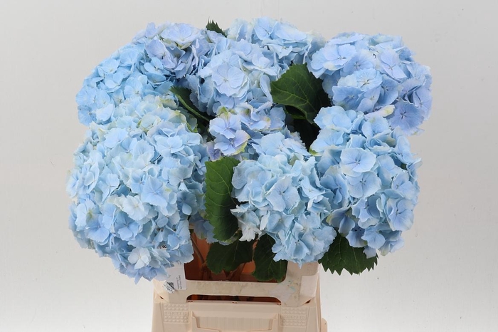 <h4>Hydr M Ch Verena Bl</h4>