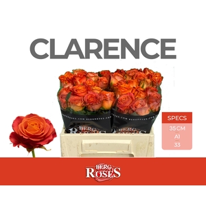 Rozen R GR Clarence