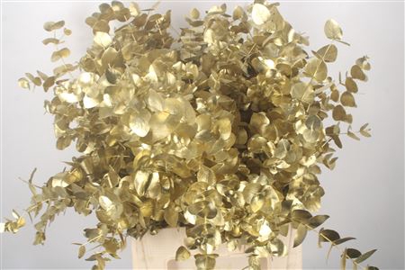 <h4>Euca Cinerea Gold Per Bunch 400 Gram</h4>