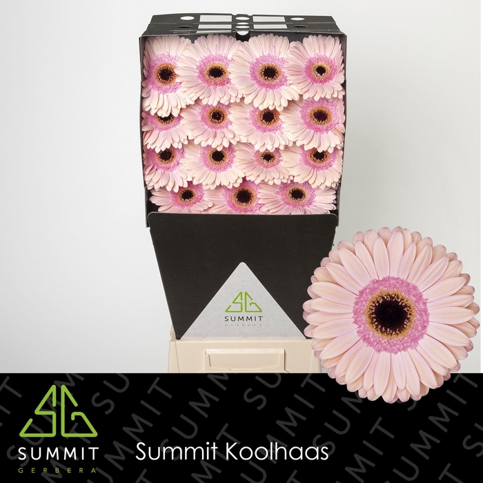 Gerbera Alliance Diamond