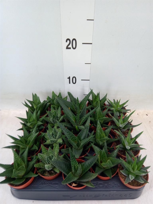 <h4>Haworthia ...mix</h4>