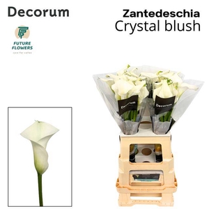 ZANT CRYSTAL BLUSH