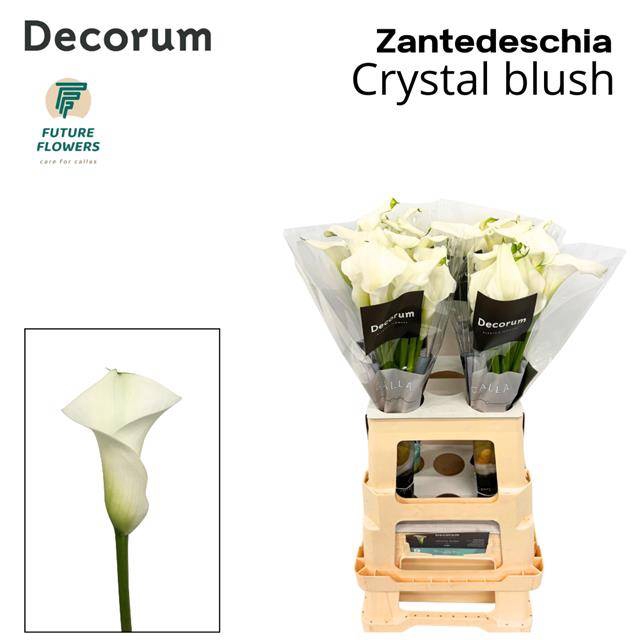 <h4>ZANT CRYSTAL BLUSH</h4>