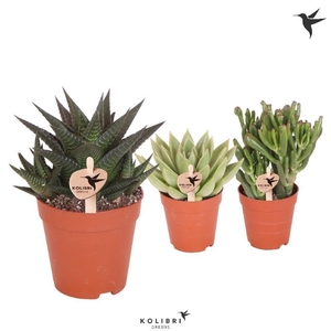 Succulenten overig gemengd 3 Soorten, 1000SUC Kolibri