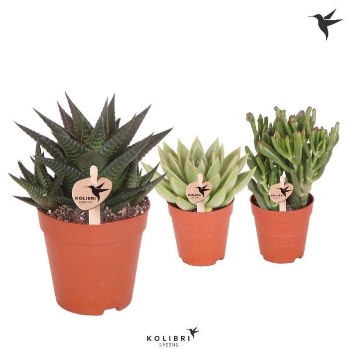 <h4>Succulenten overig gemengd 3 Soorten, 1000SUC Kolibri</h4>