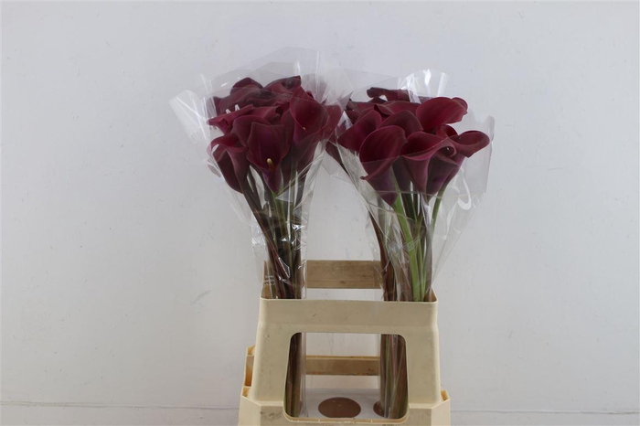 <h4>Zant Sumatra 65cm</h4>