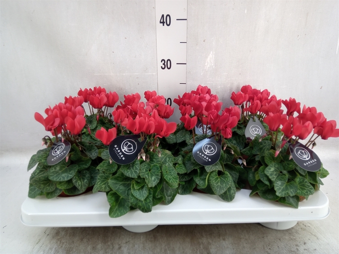 <h4>Cyclamen KL   ...patio</h4>