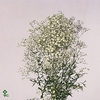 Gypsophila Million Stars 40gr