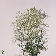 Gypsophila Million Stars 40gr