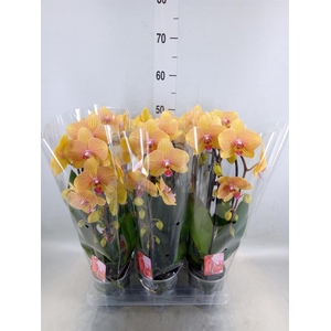 Phalaenopsis  'Elegant Cascade'