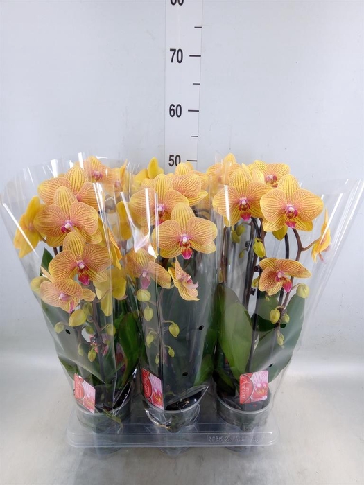 <h4>Phalaenopsis  'Elegant Cascade'</h4>