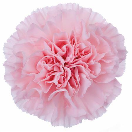 <h4>Di St Doncel BD</h4>