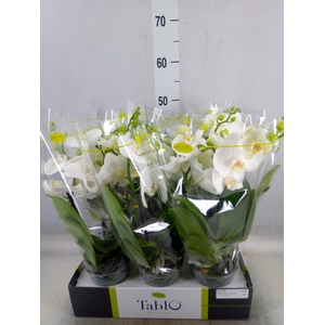 Phalaenopsis   ...white