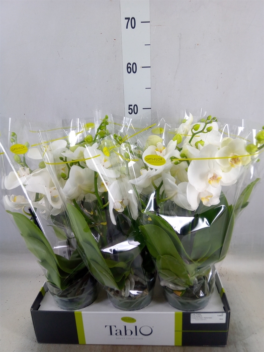 <h4>Phalaenopsis   ...white</h4>