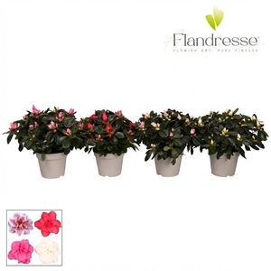 Azalea Flandresse® 'gemengd' 22 - 25 cm