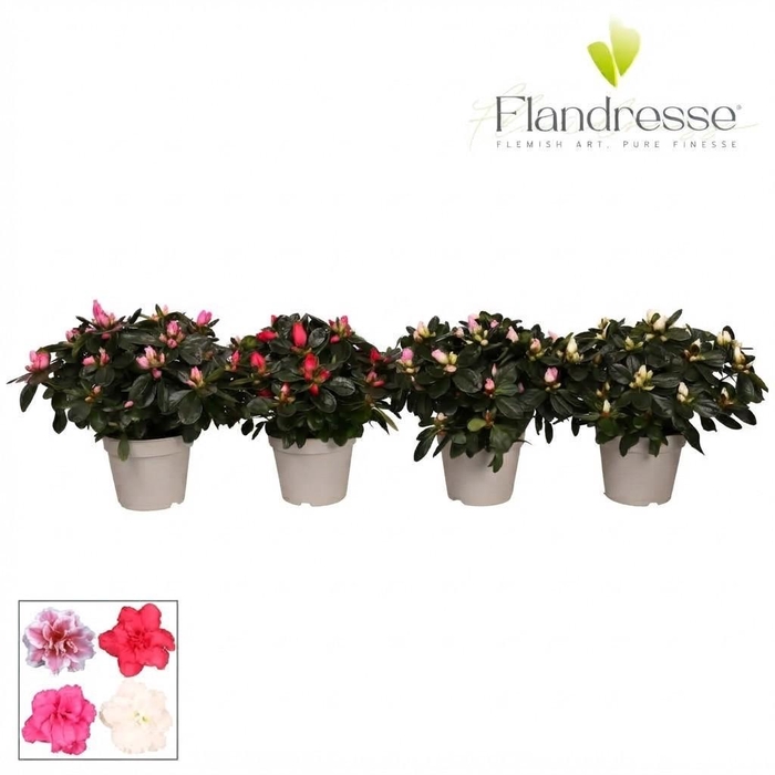 <h4>Azalea Flandresse® 'gemengd' 22 - 25 cm</h4>