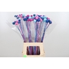 Craspedia Kl Bh Blue Lagoon Mix