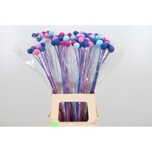 Craspedia Kl Bh Blue Lagoon Mix