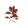 Oak Leaf Spray Red Green LV330089RED