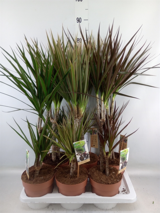 <h4>Dracaena   ...mix</h4>