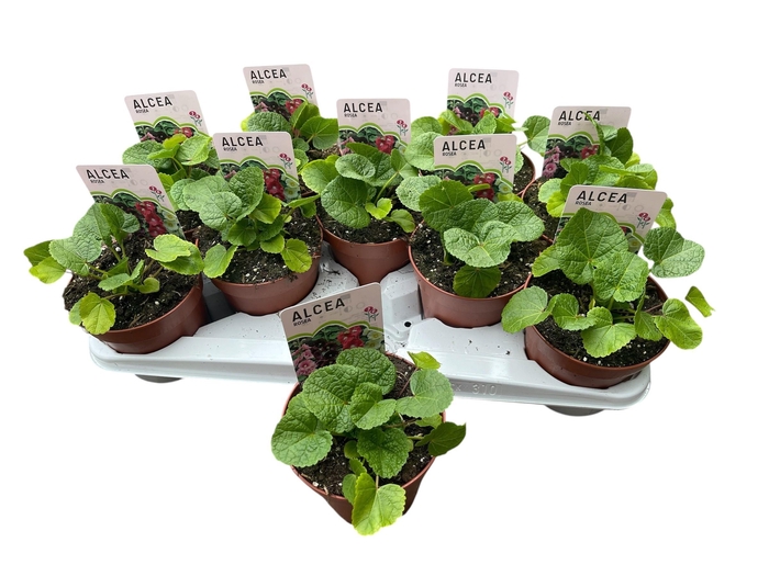 <h4>ALCE ROSEA</h4>