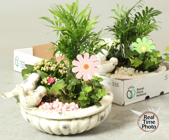 <h4>ARR KAMERPL</h4>