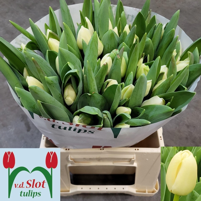 <h4>TU EN YANKEE</h4>