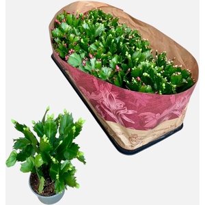 SCHLUMBERGERA MIX P9