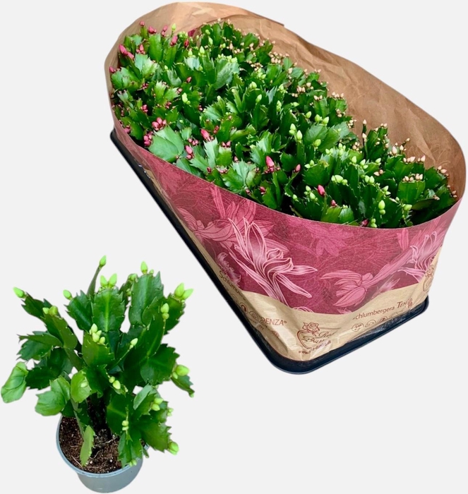 <h4>SCHLUMBERGERA MIX P9</h4>