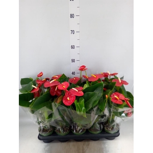 Anthurium andr. 'Royal Champion'