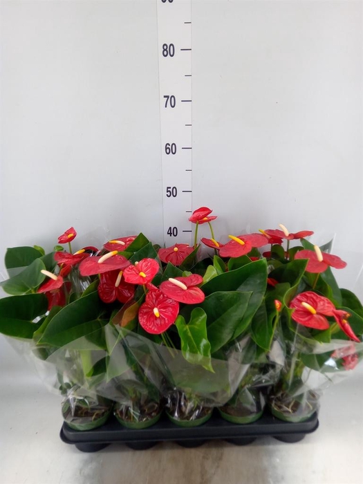<h4>Anthurium andr. 'Royal Champion'</h4>
