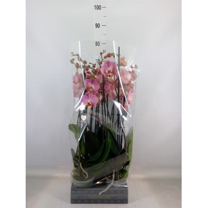 Phalaenopsis   ...