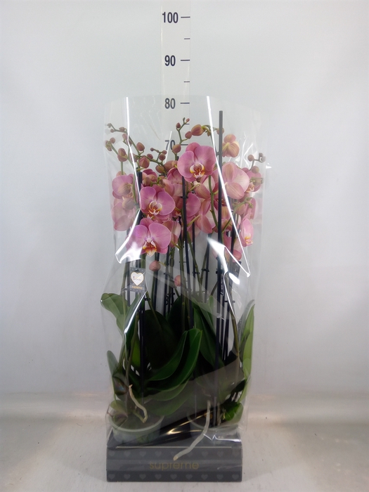 <h4>Phalaenopsis   ...</h4>