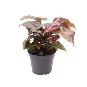 Syngonium Maria 6Ø 12cm