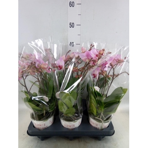 Phalaenopsis multi. 'Ant Antwerp'