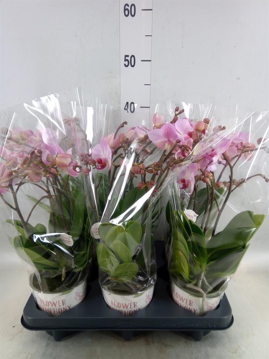 <h4>Phalaenopsis multi. 'Ant Antwerp'</h4>